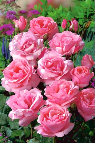 گل چند گیاه گل رز - صورتی - گلدان گلدان - 