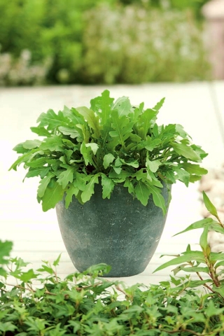 Mini zahrada - rukola - pro pěstování na balkonech a terasách; raketa -  Eruca sativa - semena