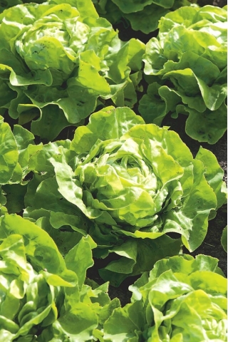 Salat Hoved - Lento - 900 frø - Lactuca sativa L. var. Capitata