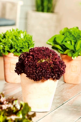 Mini Bahçe - Kırmızı marul - balkon ve teras yetiştiriciliği için -  Lactuca sativa var. Foliosa - tohumlar