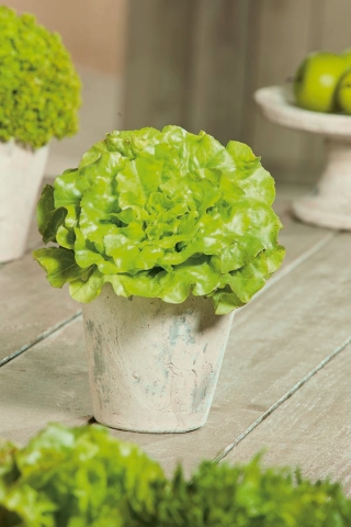 Mini Garden - salata pentru frunze tăiate - varietate verde, cu frunze verzi - pentru cultivarea balconului și a terasei -  Lactuca sativa var. Foliosa - semințe