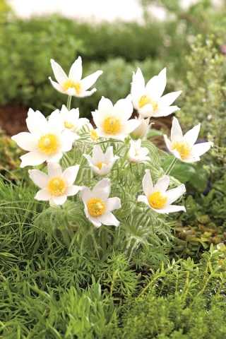 Pasque cvet - beli cvetovi - sadike; pasqueflower, navaden cvet pasque, evropski pasqueflower - 
