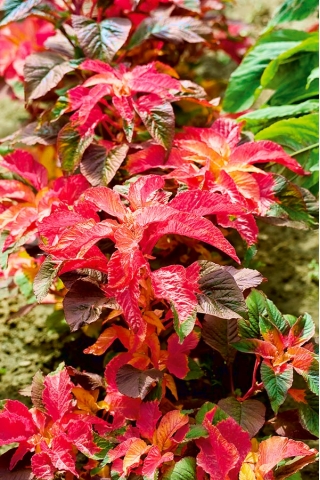 Amaranthus melancholicus – Fineness - Amaranthus tricolor - frø
