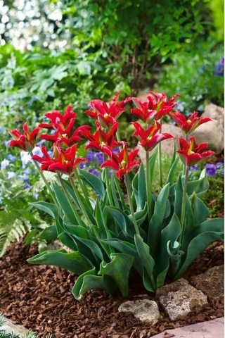 Tulipa Eye Catcher - Tulip Eye Catcher - 5 kvetinové cibule