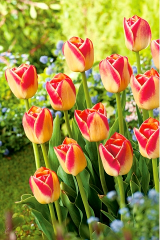Tulpes Candy Corner - 5 gab. Iepakojums - Tulipa Candy Corner