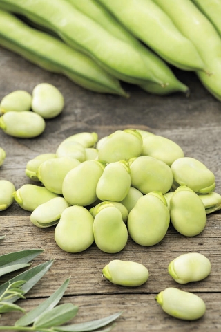 Kacang polong "Bolero" - varietas awal yang menghasilkan biji ekstra besar - Vicia faba L.