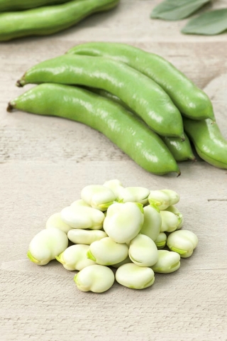 Kacang lebar "Bonzo" - varietas awal, untuk budaya yang dipercepat - Vicia faba L. - biji