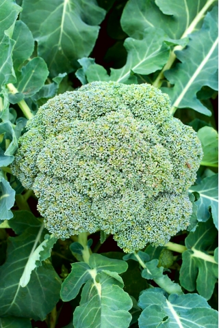 Broccoli - Leonora - 300 zaden - Brassica oleracea L. var. italica Plenck