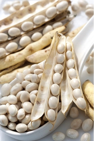 Bean "Aura" - kääpiölajike kuiville siemenille - 100 siementä - Phaseolus cocineus - siemenet