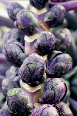 Purple Brussels Sprouts seeds - Brassica oleracea convar. oleracea var. gemmifera - 96 seeds