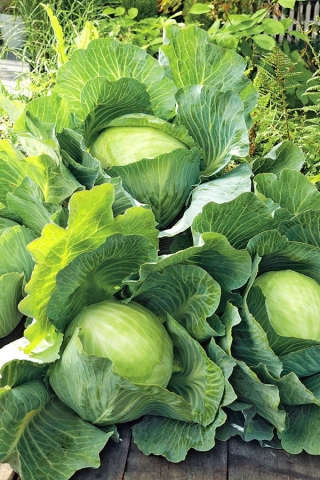 White cabbage "Amager kurzstrunkig" - late variety - 480 seeds