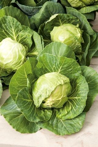 White cabbage "Fantasia" - for under cover and field cultivation - COATED SEEDS - 100 seeds