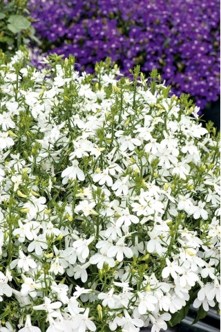 Biele lemovanie lobelia; záhrada lobelia, vlečná lobelia - 3200 semien - Lobelia erinus - semená
