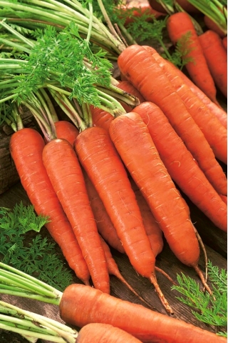 Carrot "Karlena" - late variety - 4250 seeds