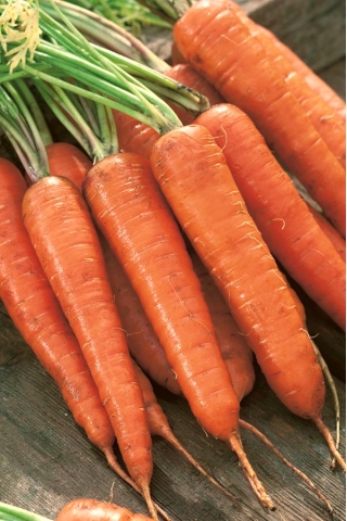 Porkkana - Nantes Amelioree 2 - Tam Tam - Daucus carota - siemenet