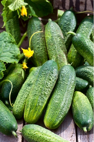Cucumber "Monika" - for field and tunnel cultivation - 100 seeds
