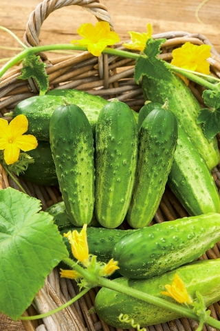 Cucumber "Sander" - 105 seeds