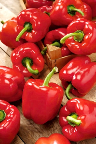 Bell Pepper Gloria seeds - Capsicum annuum