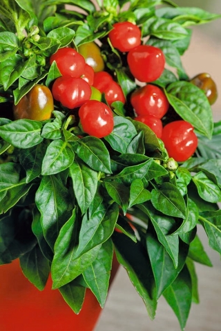 Pepper "Peppino F1" - hot variety for cultivation in pots - 10 seeds