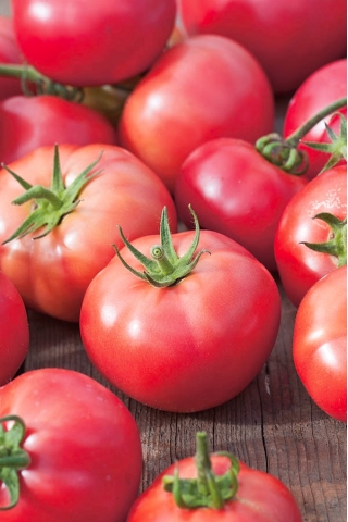 Малинов домат "Бърнър Роуз" - сорт джудже за полеви и под покривки - Lycopersicon esculentum Mill  - семена
