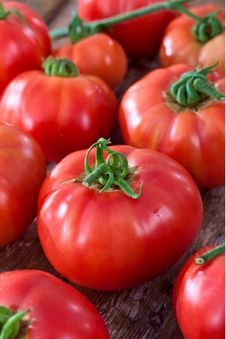 עגבנייה "ביג הליגה" - גמד מגוון לעיבוד בשדה ותחת מכסה - 15 זרעים - Lycopersicon esculentum Mill 