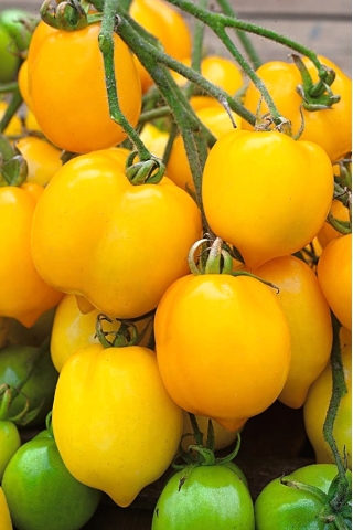 野トマト「シトリナ」 - レモン形の果実の高い品種 - Lycopersicon esculentum Mill  - シーズ