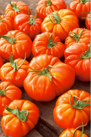 Tomat "Delizia F1" - varietas tinggi untuk ladang dan budidaya penutup - Lycopersicon esculentum Mill  - biji