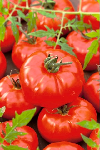 Tomate "Giant" - Freilandtomate