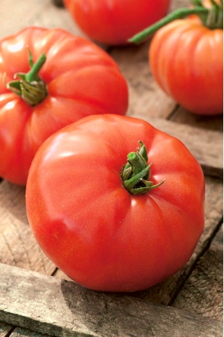 Tomato "Hector F1" - dwarf variety for field and under cover cultivation