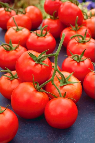 الطماطم "رومبا Ozarowska" - تنضج الحقل في وقت مبكر متنوعة - Lycopersicon esculentum Mill  - ابذرة
