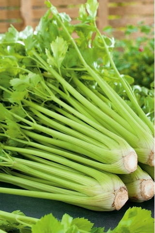 סלרי "Groen פסקל" - ירוק חיוור, הטוב ביותר עבור מרקים - 2600 זרעים - Apium graveolens