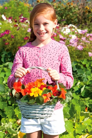 Happy Garden - "Barevné zahrady Nasturtium" - Semena, které děti mohou růst! - 24 semen - Tropaeolum majus