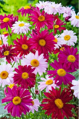 Persian chrystanthemum "Robinson" - variety mix; Pyrethrum daisy, Painted daisy, Persian insect flower, Persian pellitory, Caucasian insect powder plant - 180 seeds