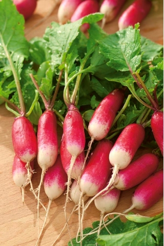 Radish "Alusia" - a medium long, red white-tipped variety