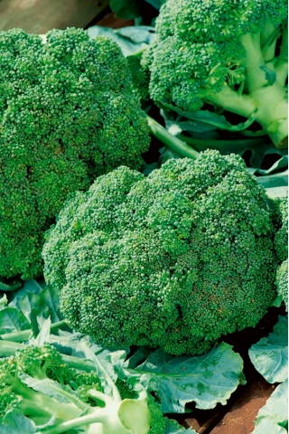 Brócoli "Ramoso Calabrese" - 