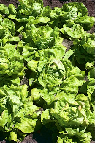 Salata "Ismina" - o varietate timpurie, verde deschis, delicios - 