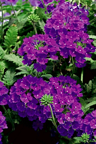 Zahradní vervain - fialová; zahradní verbena - 