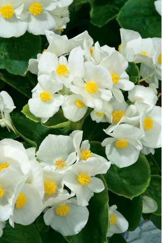 Begonia "Barbara" - pelbagai jenis daun putih, hijau, dan mekar - 