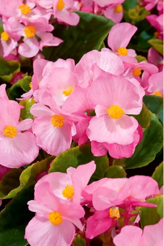 Begonia "Papillon Rose" - variedad siempre floreciente, rosa pálido, de hojas verdes - 