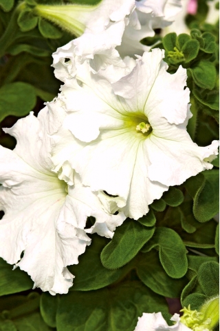 Garden petunia "Lace Veil (Lace Veil)" - hvit - 
