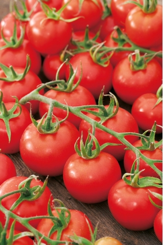 Tomate - Dafne F1 - Lycopersicon esculentum  - semillas
