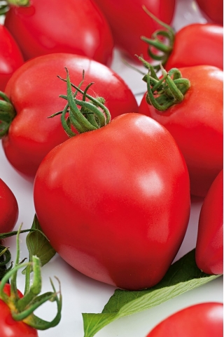 Polje paradajza "Herodes" - visoka sorta - Lycopersicon esculentum Mill  - sjemenke