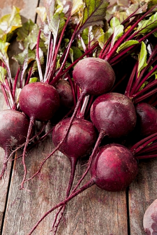 Beetroot "Astar" - ideal for juices and concentrates - 500 seeds