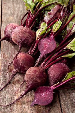 Beetroot "Patryk" - COATED SEEDS