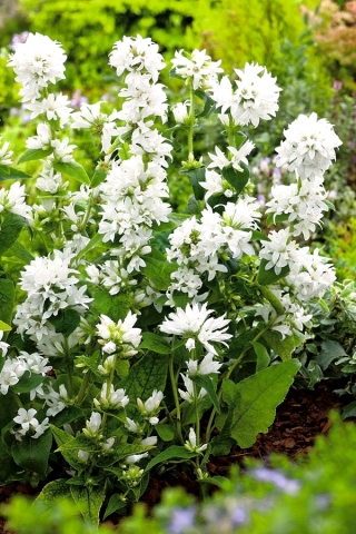 Бели клъстеризирани семена от Bellflower - Campanula glomerata alba - 2000 семена