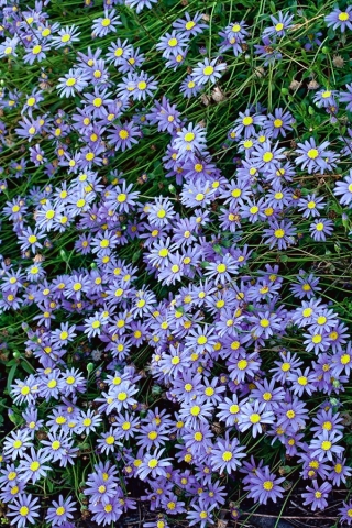 True Blue Daisy, Kingfisher Daisy seeds - Felicia heterophylla - 140 seeds