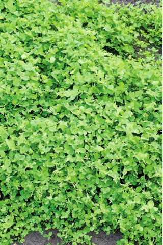 Korcs here - Aurora - 1 kg - Trifolium hybridum - magok