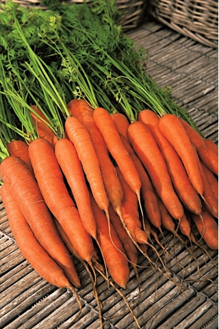 Carrot "Scarla" - medium-late