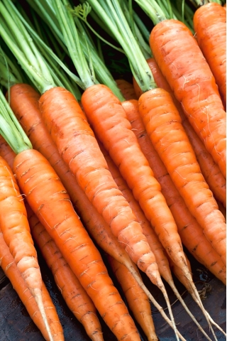 Морков "Succes" - късен, складируем сорт - 4250 семена - Daucus carota ssp. sativus 