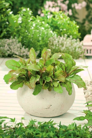 迷你花园 -  Mangold（甜菜），用于新鲜切叶 - 适用于阳台和露台文化 - Beta vulgaris  - 種子